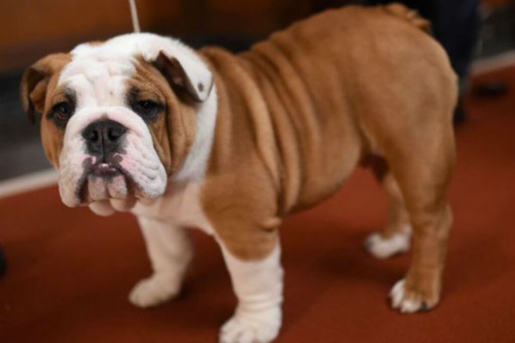 bulldog inglese simpatico