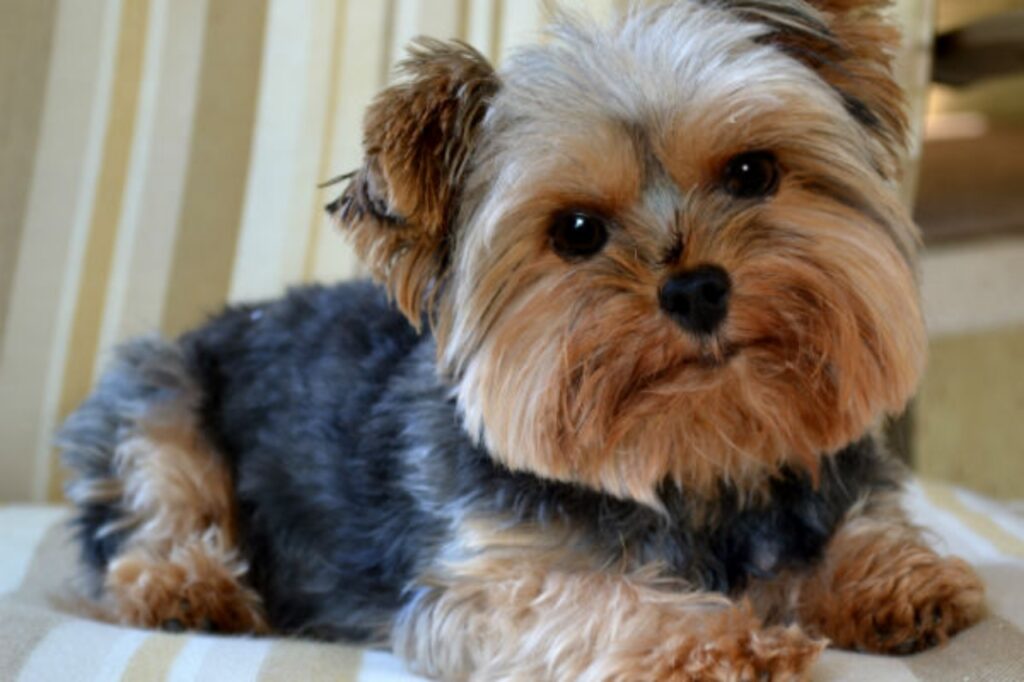 yorkshire terrier peloso