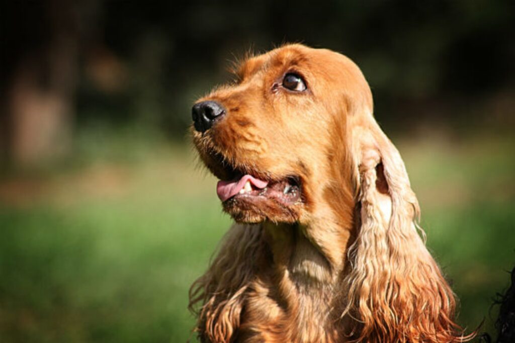 cocker spaniel che gioca