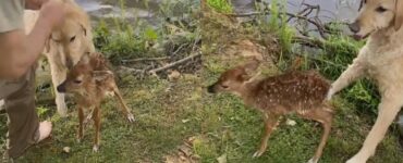 cane salva cerbiatto che stava annegando in un lago