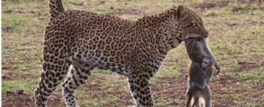 Scimmia si aggrappa al corpo della mamma trasportato da un leopardo