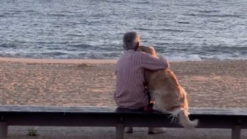 cane sulla spiaggia