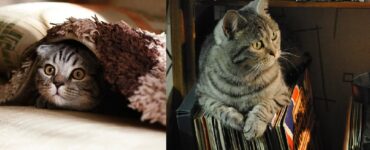 gatto non riesce a farsi piacere alcune cose