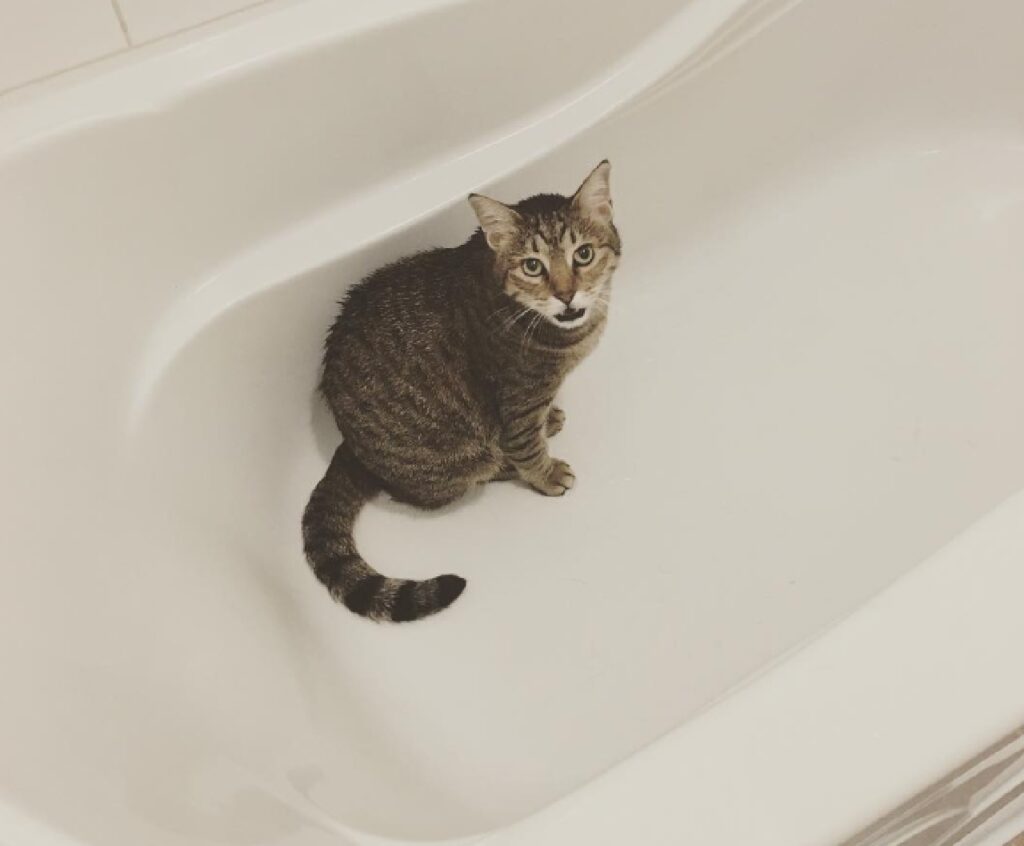 gatto occupa la vasca da bagno