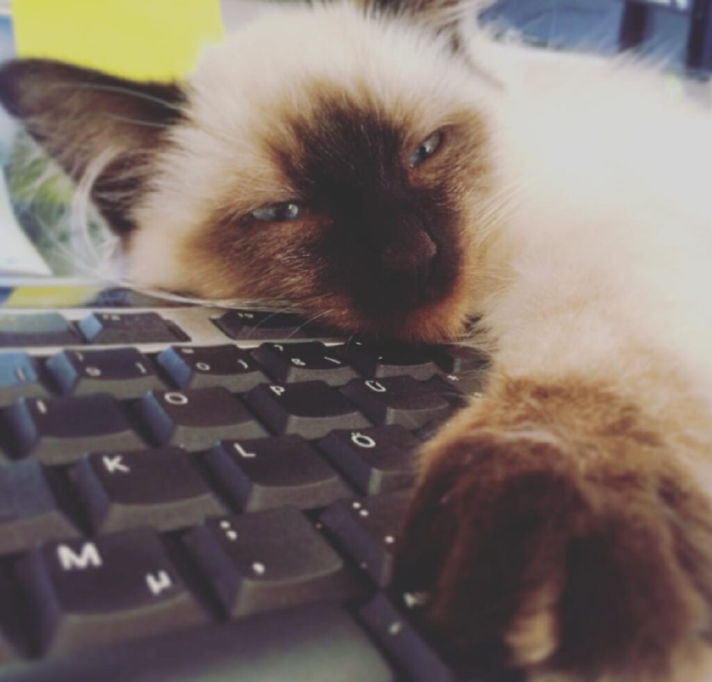 gatto non lascia lavorare