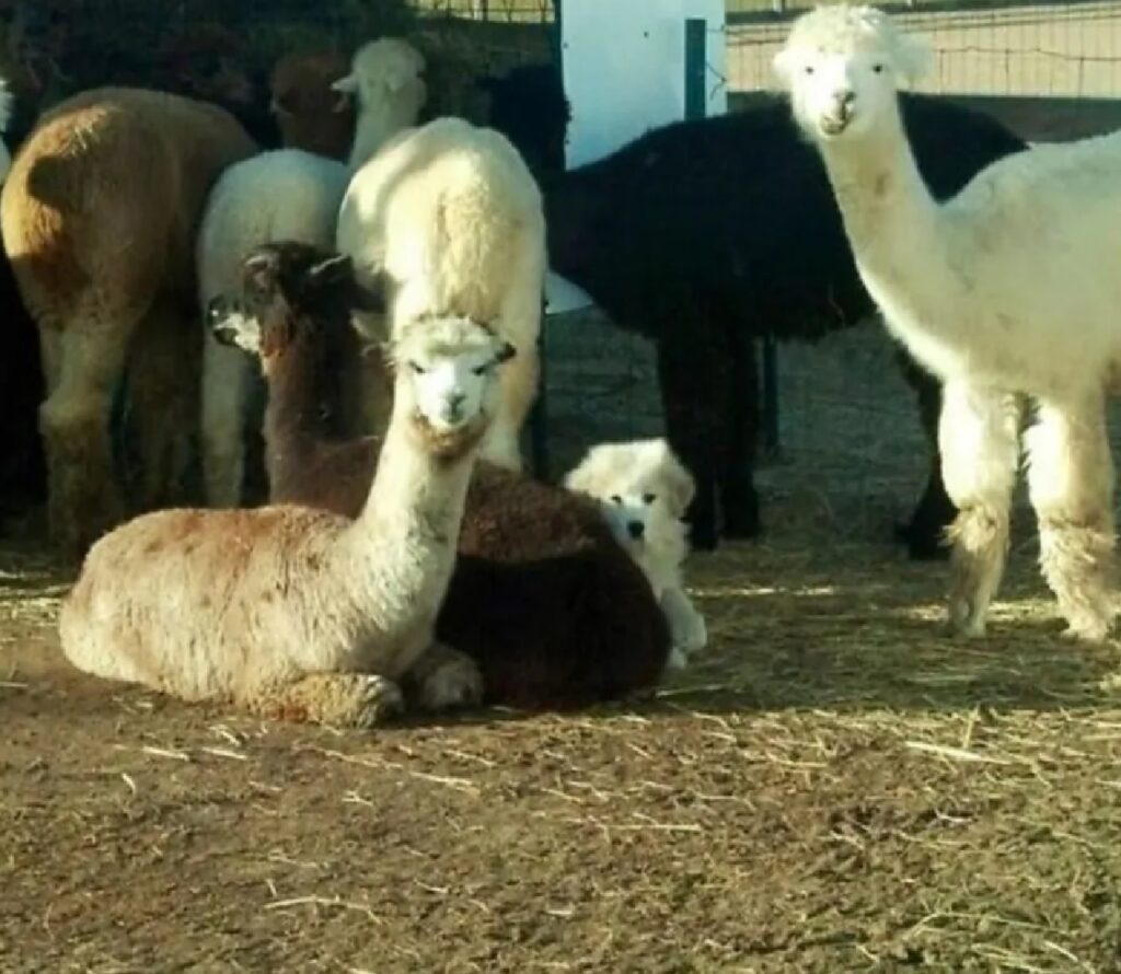 cane mimetizzato con alpaca