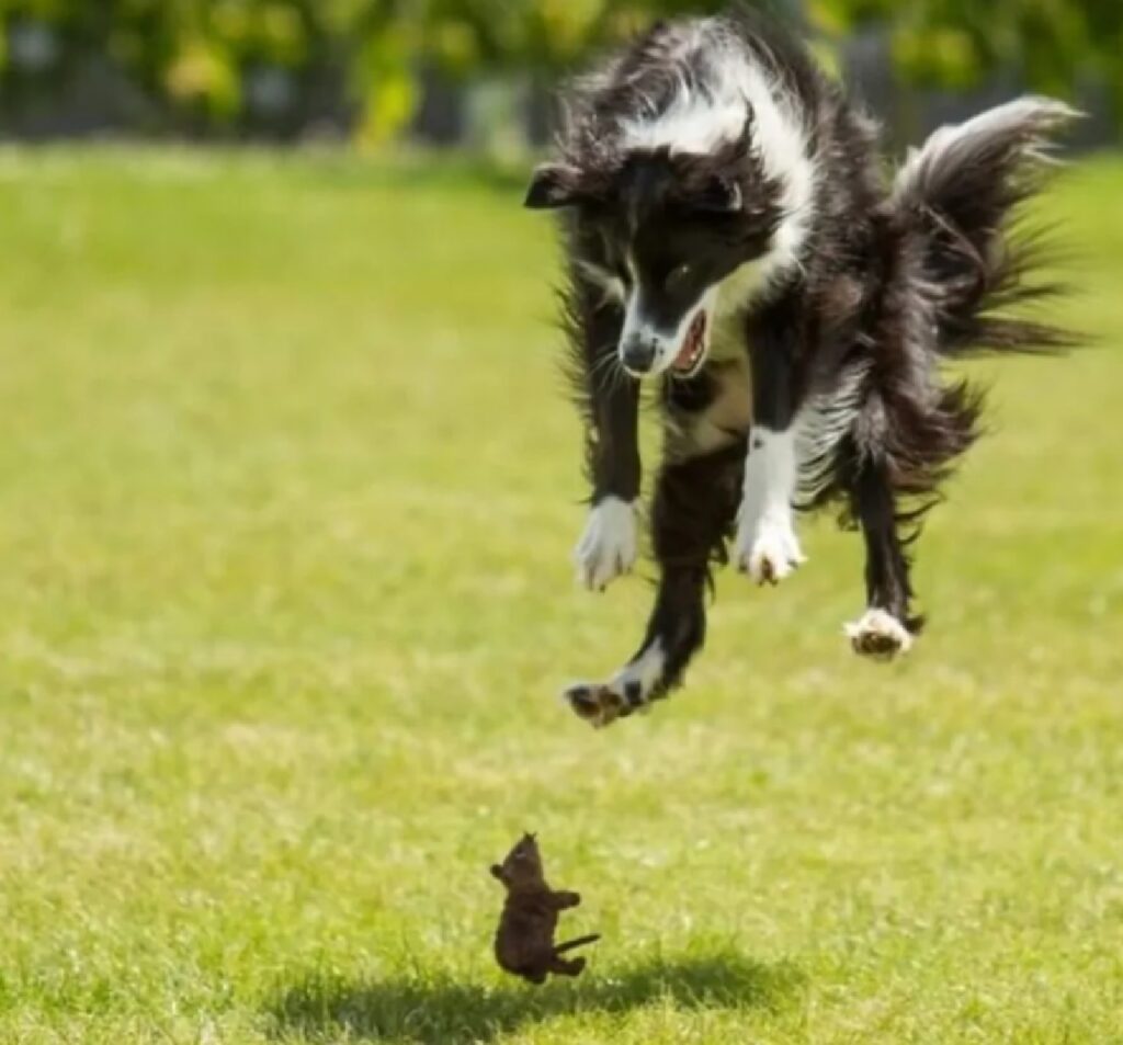 cane salta in aria per pupazzo