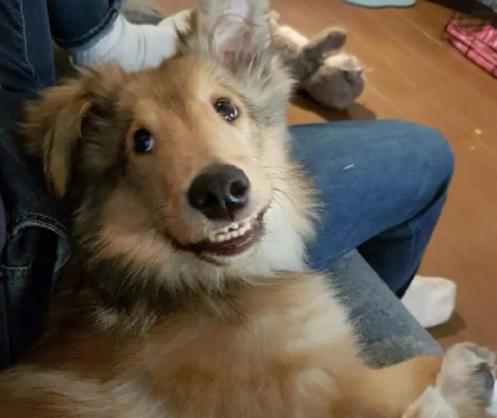 cagnolino accenna sorriso