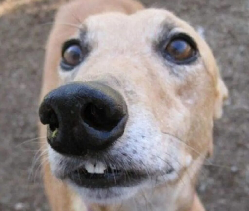 cagnolino mostra solo due denti