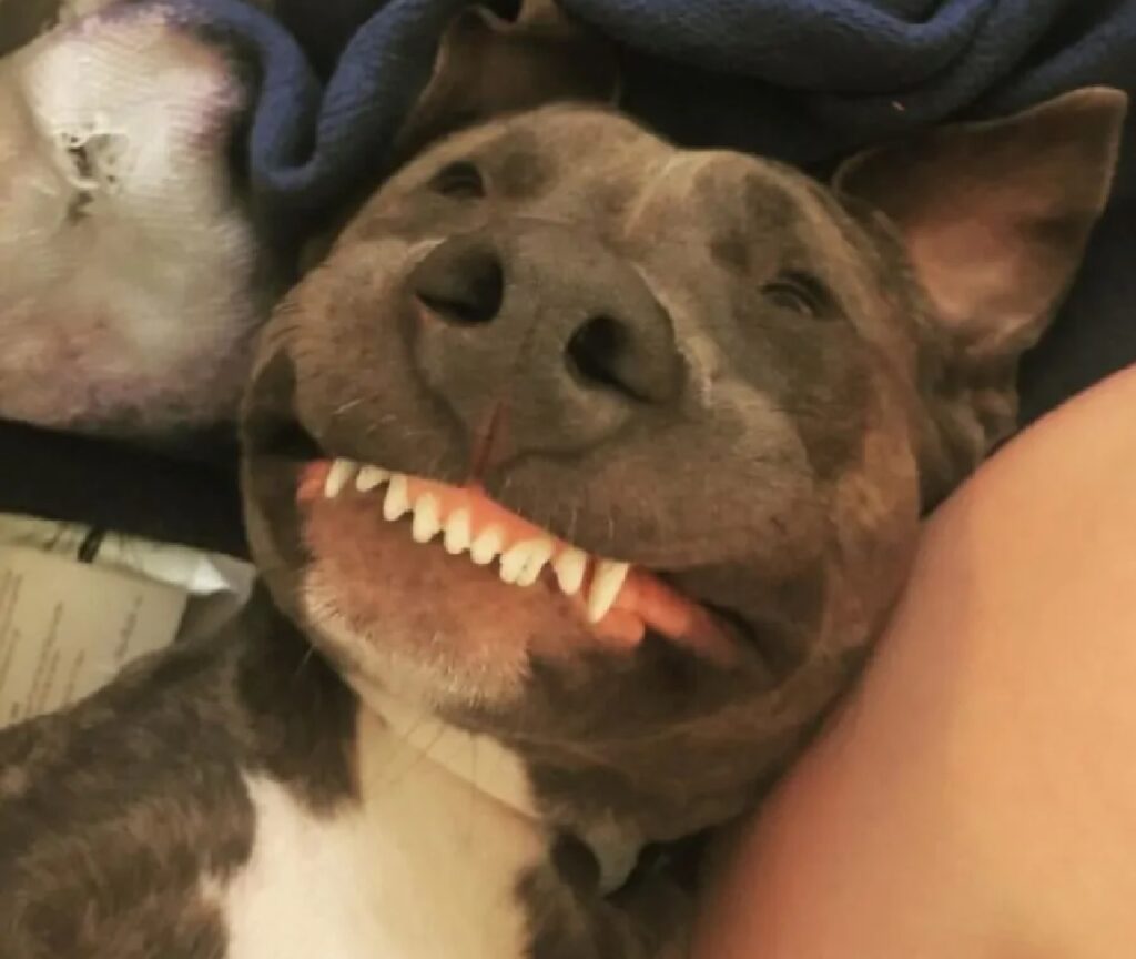 cane sorriso denti superiori