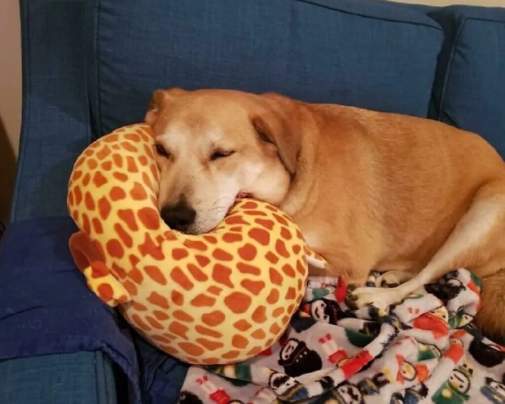 cagnolino cuscino rosso giallo