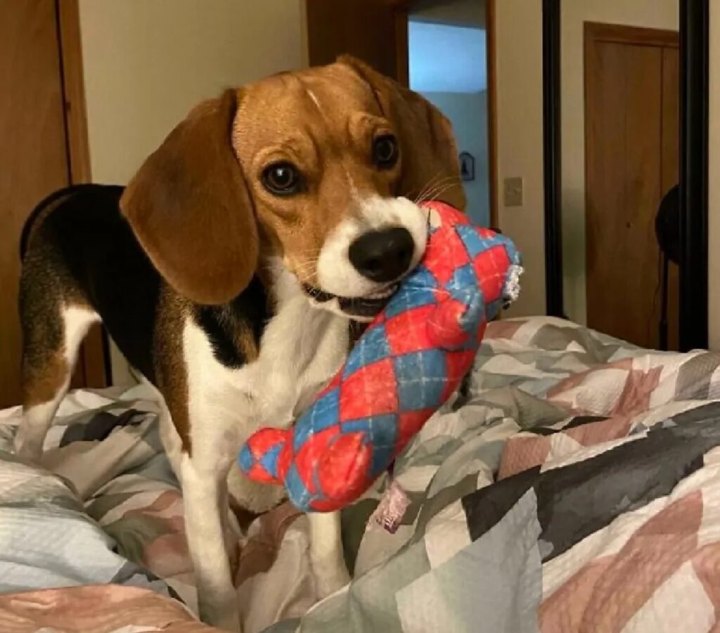 cane con osso gioco