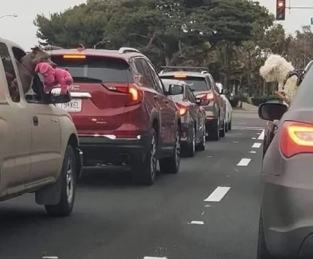 cane mostra gioco in strada