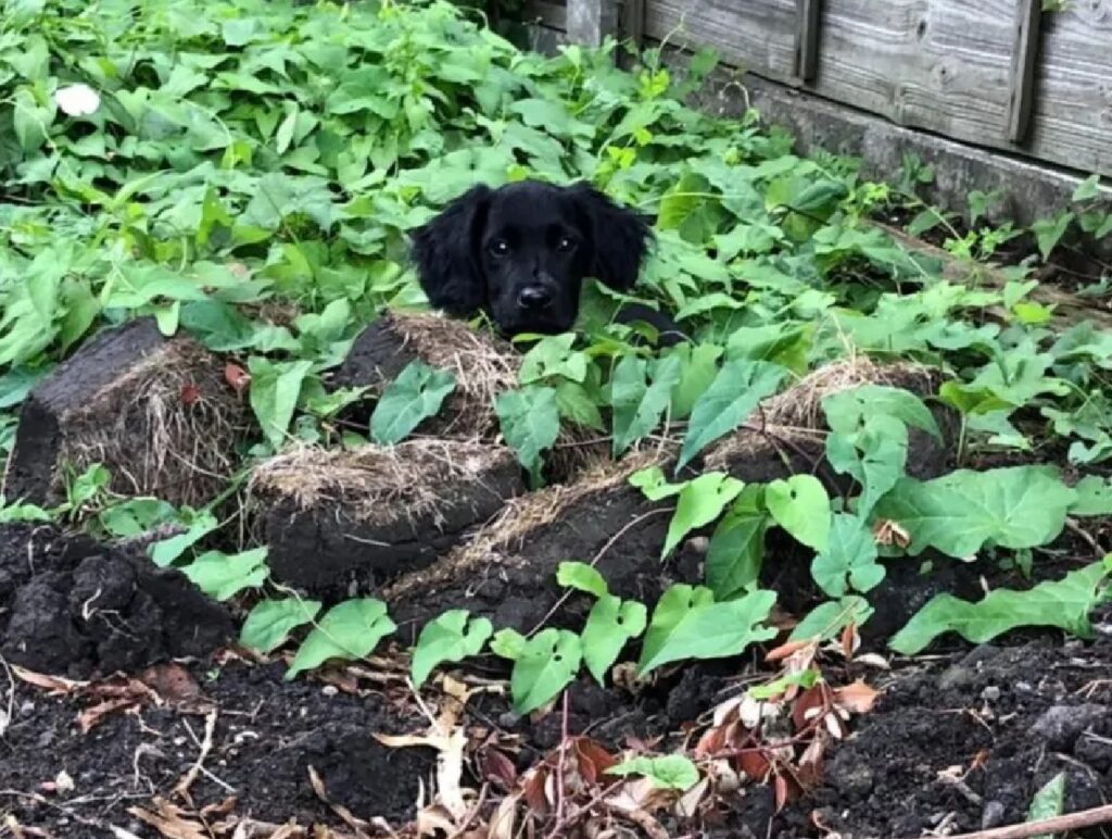 cane foglie attorno