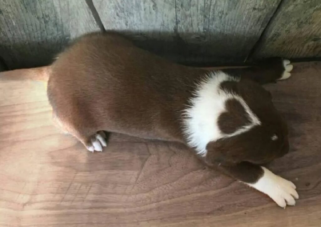 cane pelo bianco e marroncino