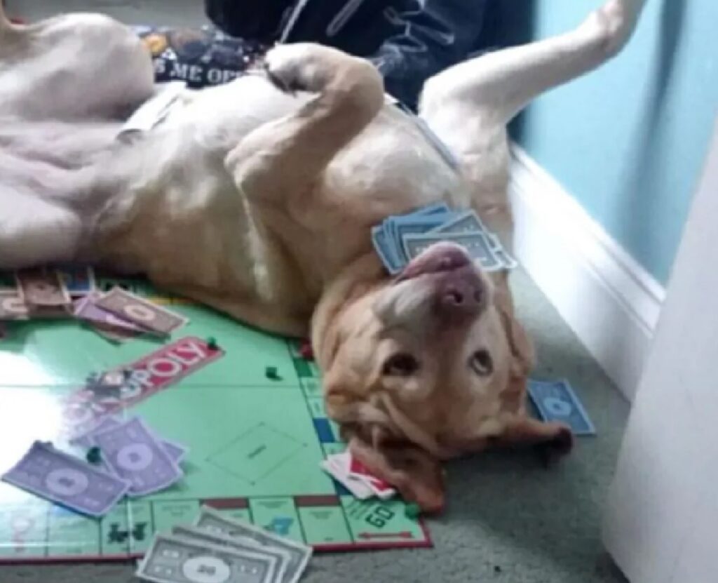 cagnolino monopoly passione