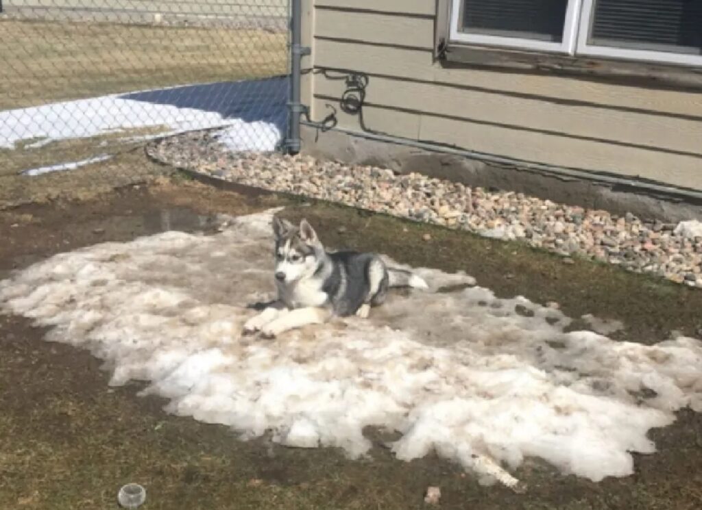 cane sulla neve rimasta