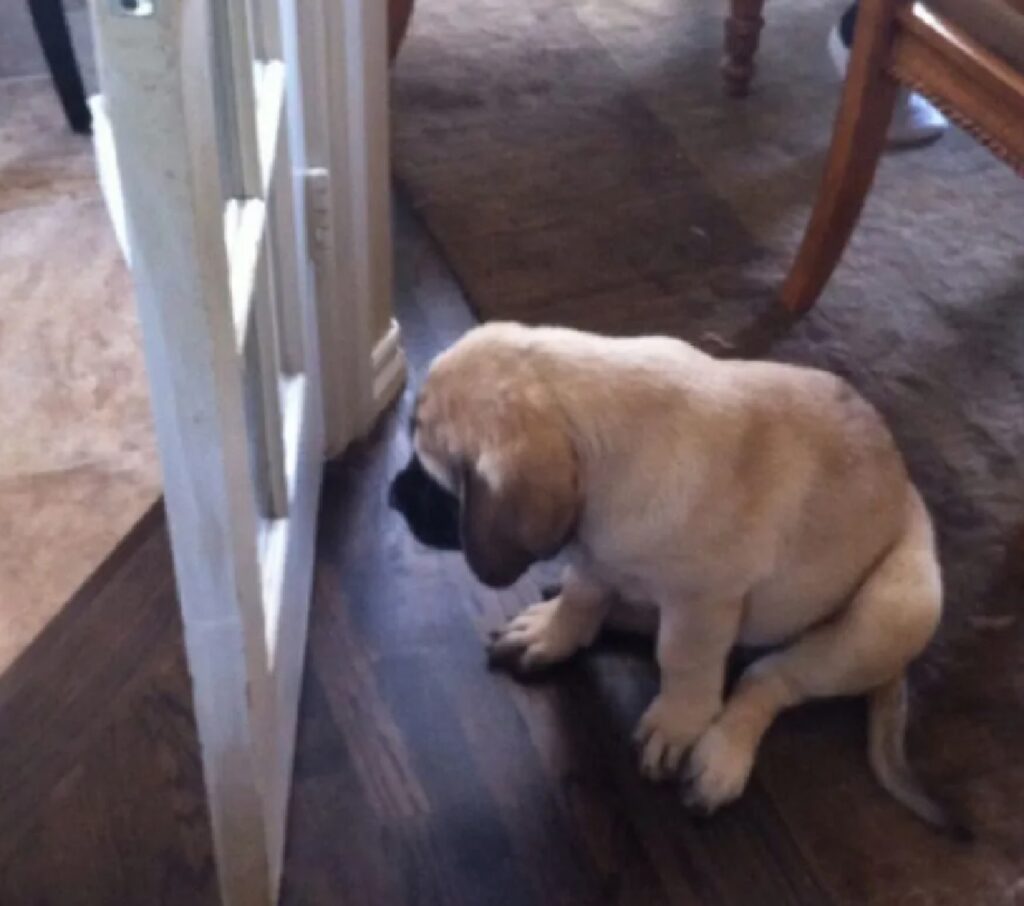 cagnolino non capisce funzionamento porte