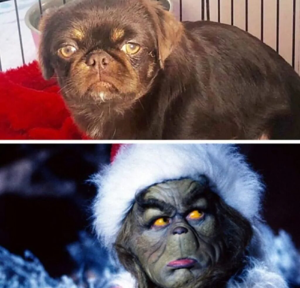 cane come il grinch