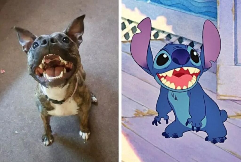 cane stich pelo blu