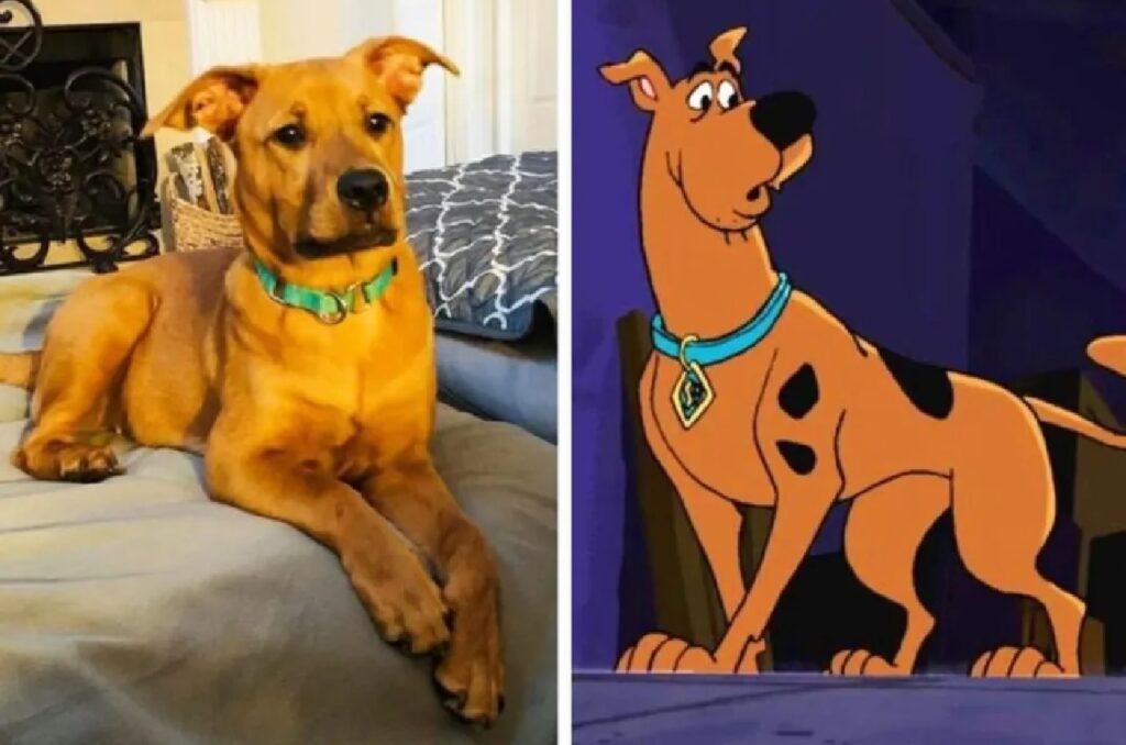 cane scooby doo identico