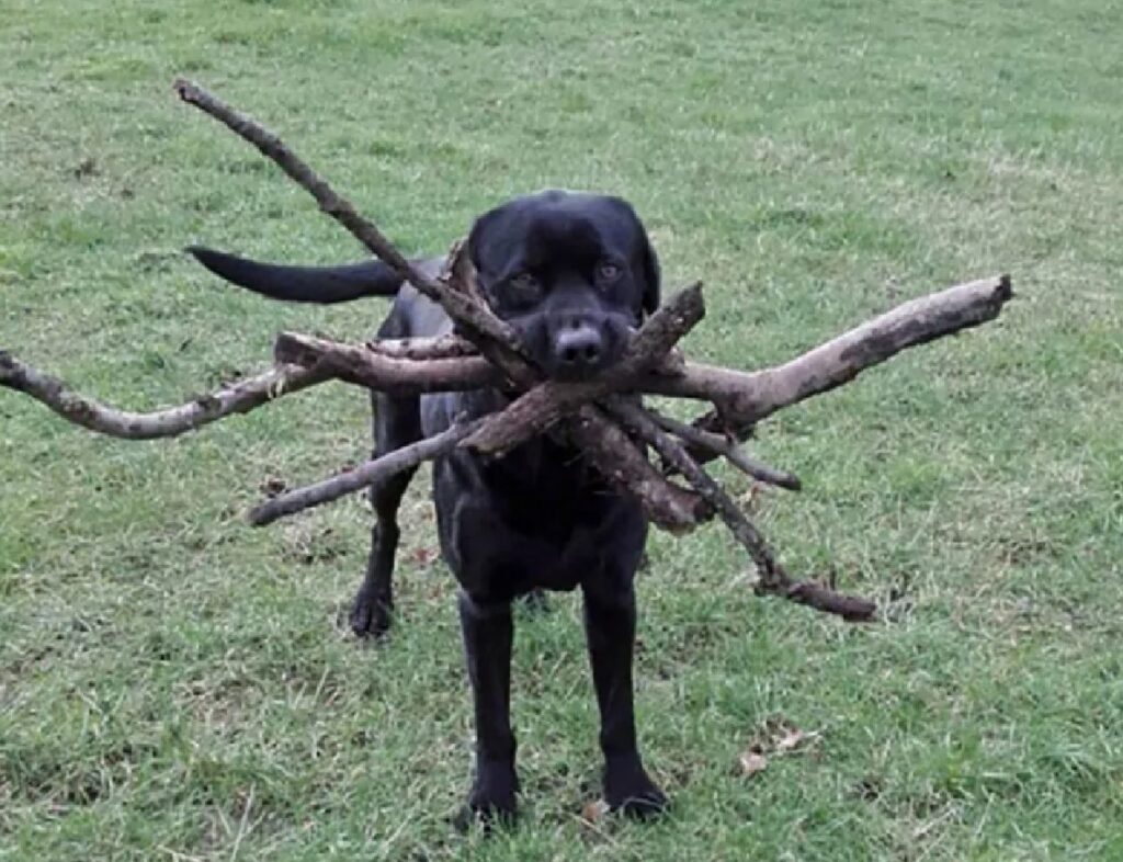 cane eccesso di bastoni