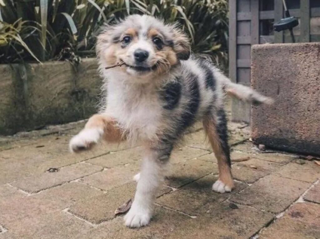 cane alza solo una zampa