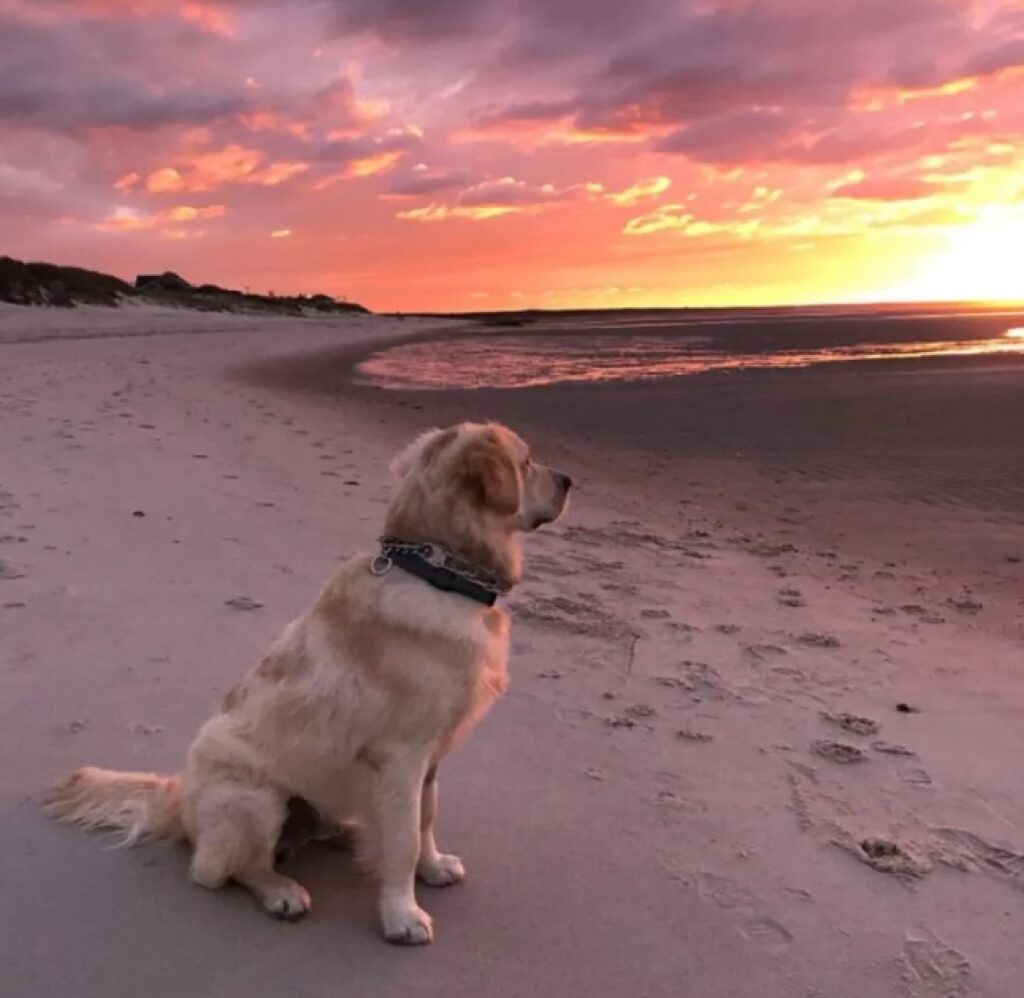 cane osserva il tramonto