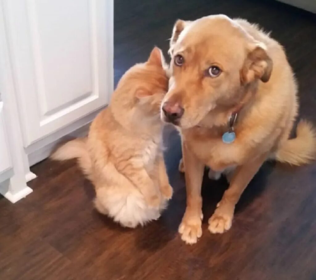 cane suggerimento da gatto