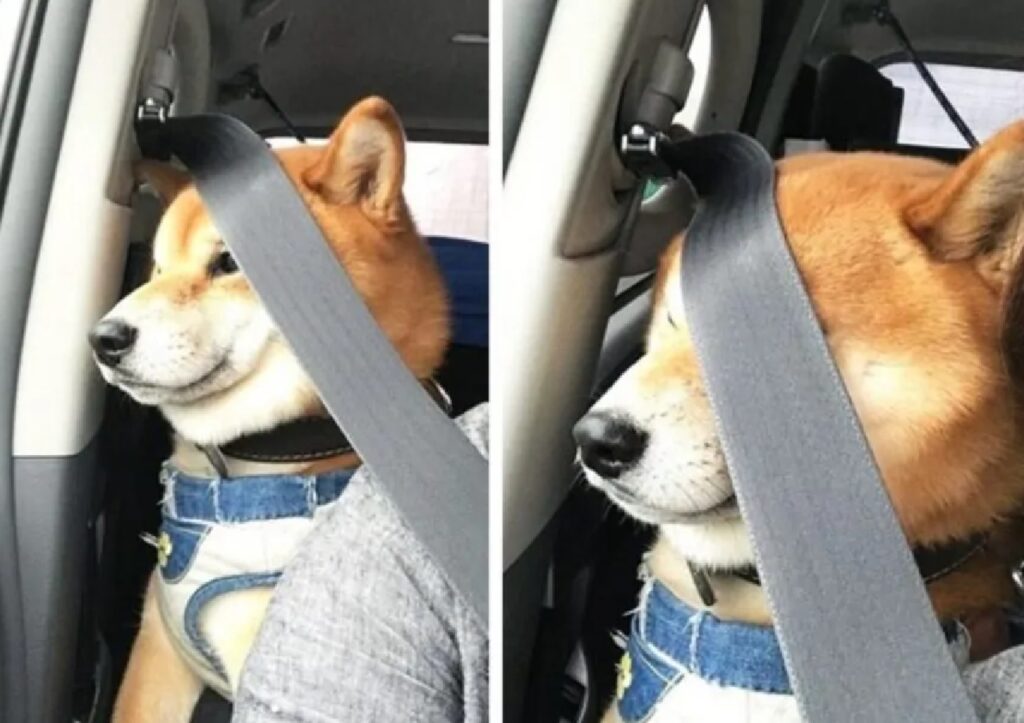 cane shiba inu problemi con cintura