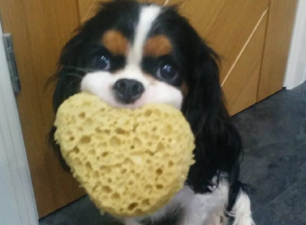 cane con spugna a forma di cuore