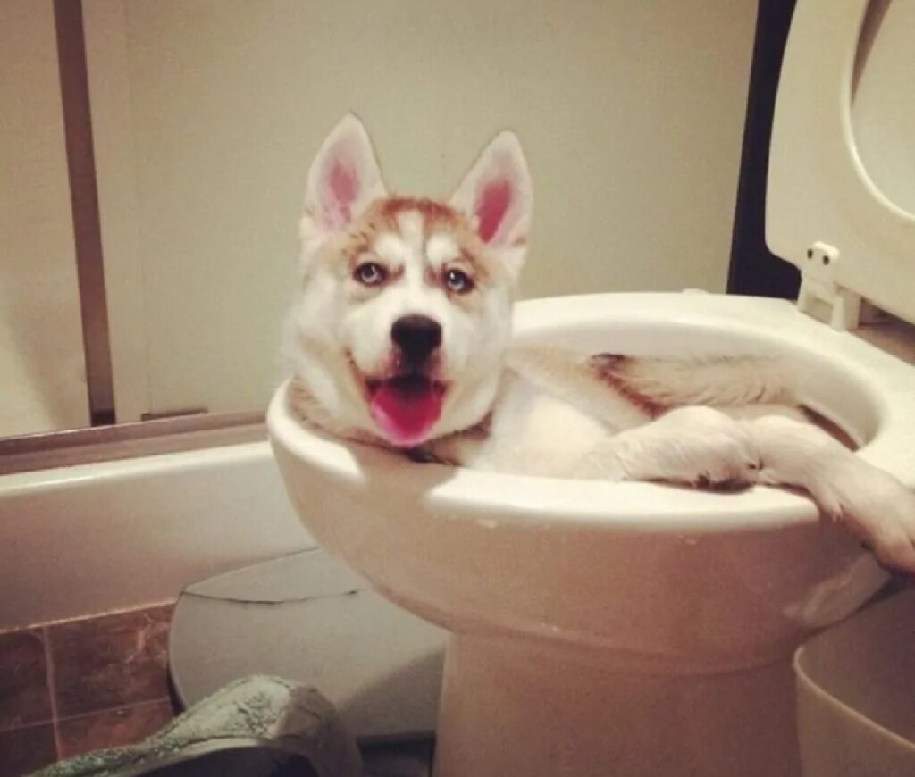 cane si fa il bagnetto nel bidet