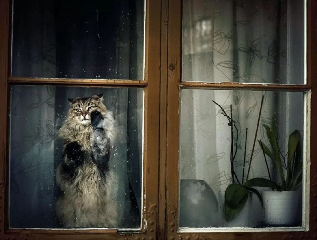 gatto poggia le zampe su vetro