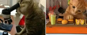 gatti che hanno trovato l'occupazione giusta