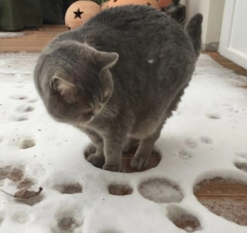 gatto accerchiato da neve