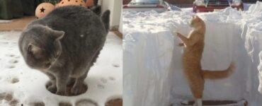 gatti che hanno un legame complicato con la neve