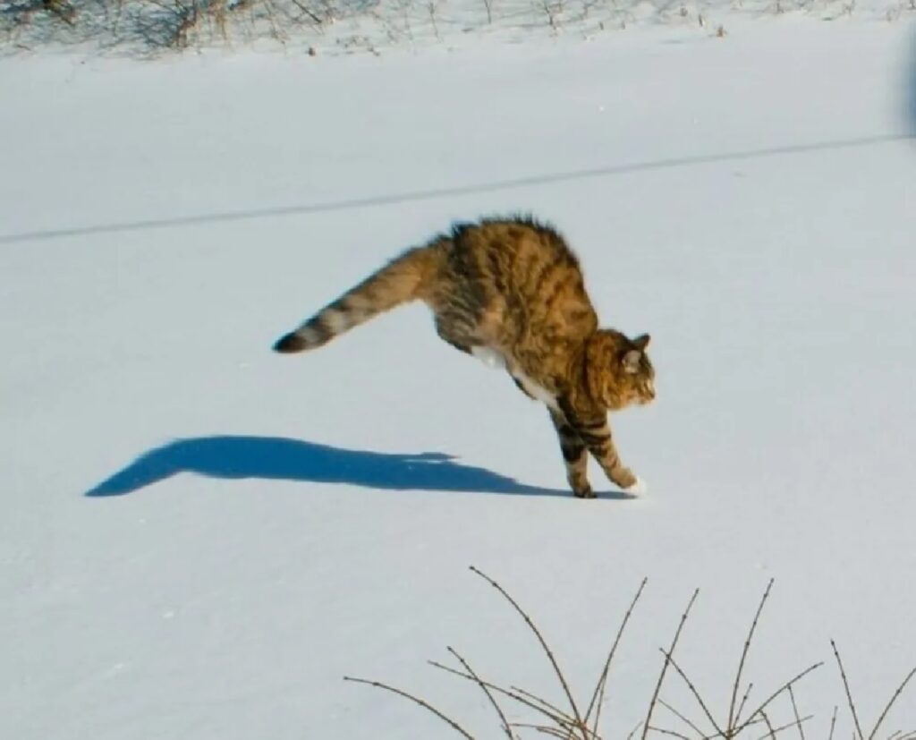 gatto saltella qua e là