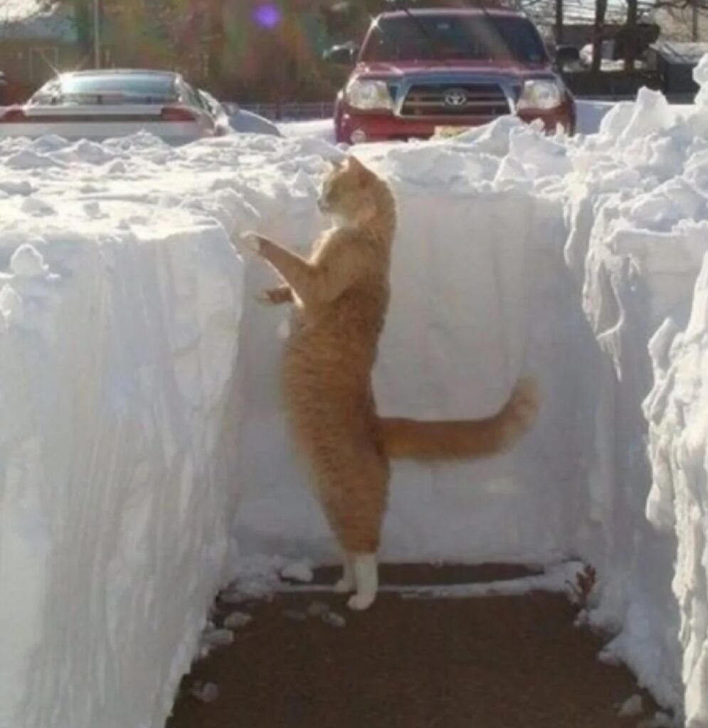 gatto alto quanto la neve