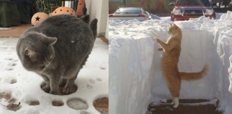 gatti che hanno un legame complicato con la neve