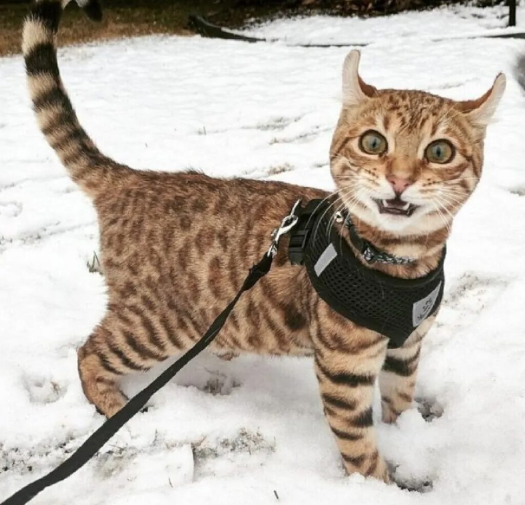 gatto felice per passeggiata sulla neve