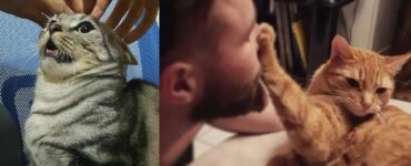 gatti che rinnegano l'amore