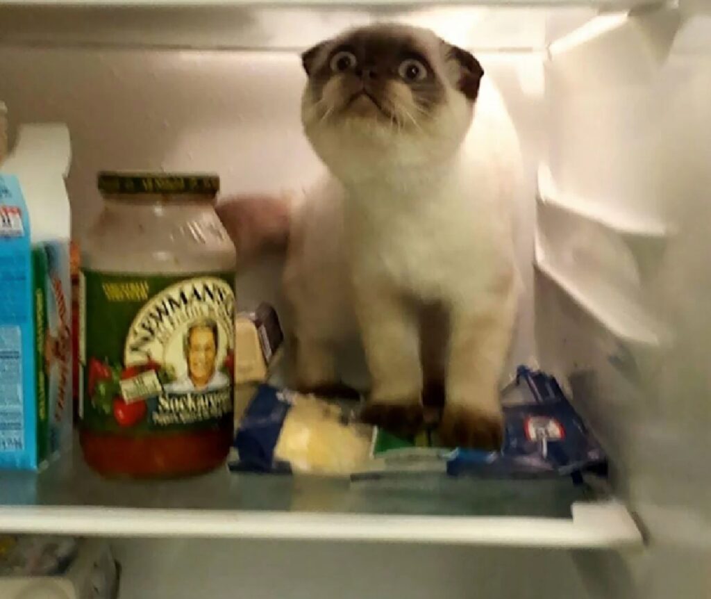 gatto in frigo