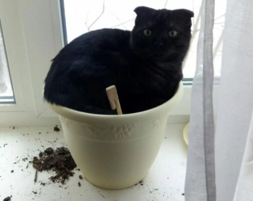 gatto nero nel vaso