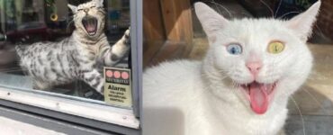 gatti assoluta passione per viaggio e scoperta