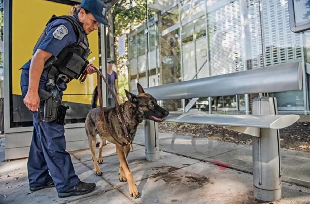 cane poliziotto indagini