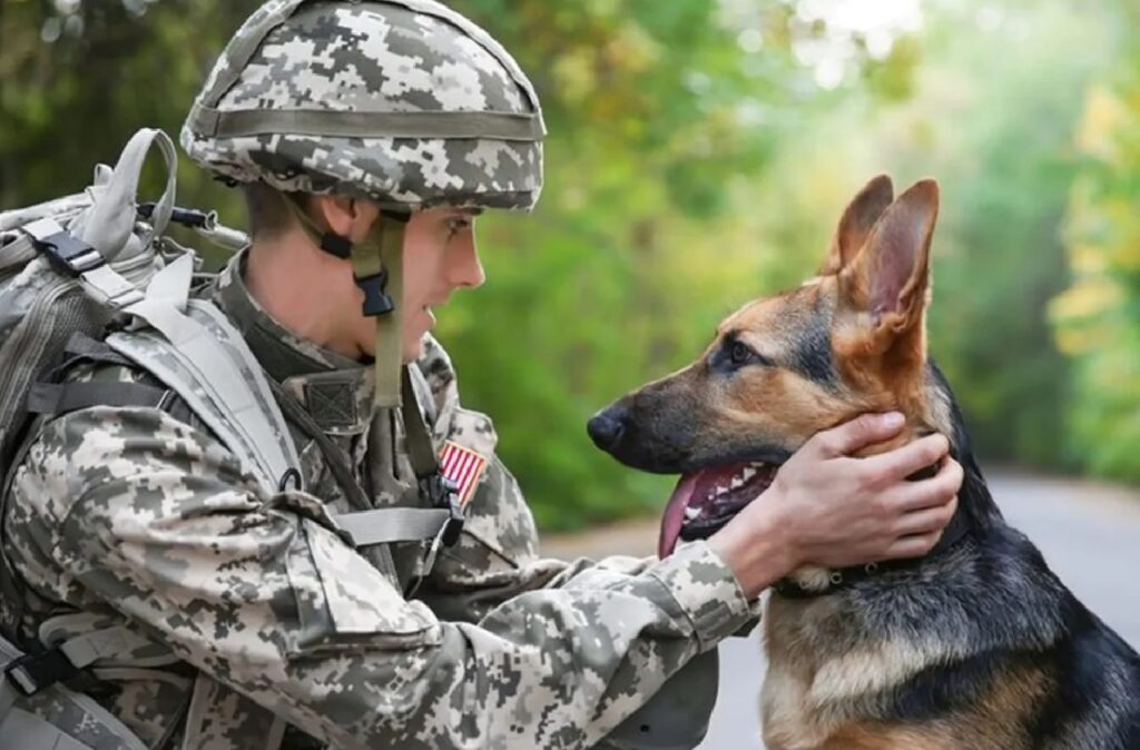 cane lavora in esercito