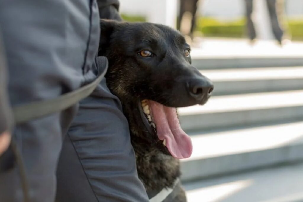 cane assistenza sicurezza