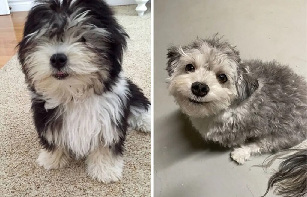 cagnolino pelo prima e dopo