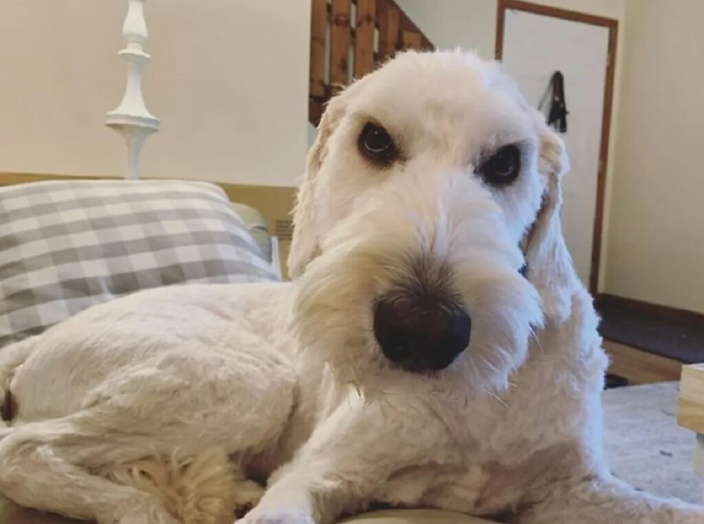 cane pelo bianco naso nero