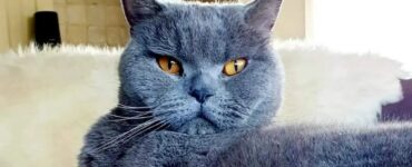 British Shorthair, il gatto che sembra un orsacchiotto